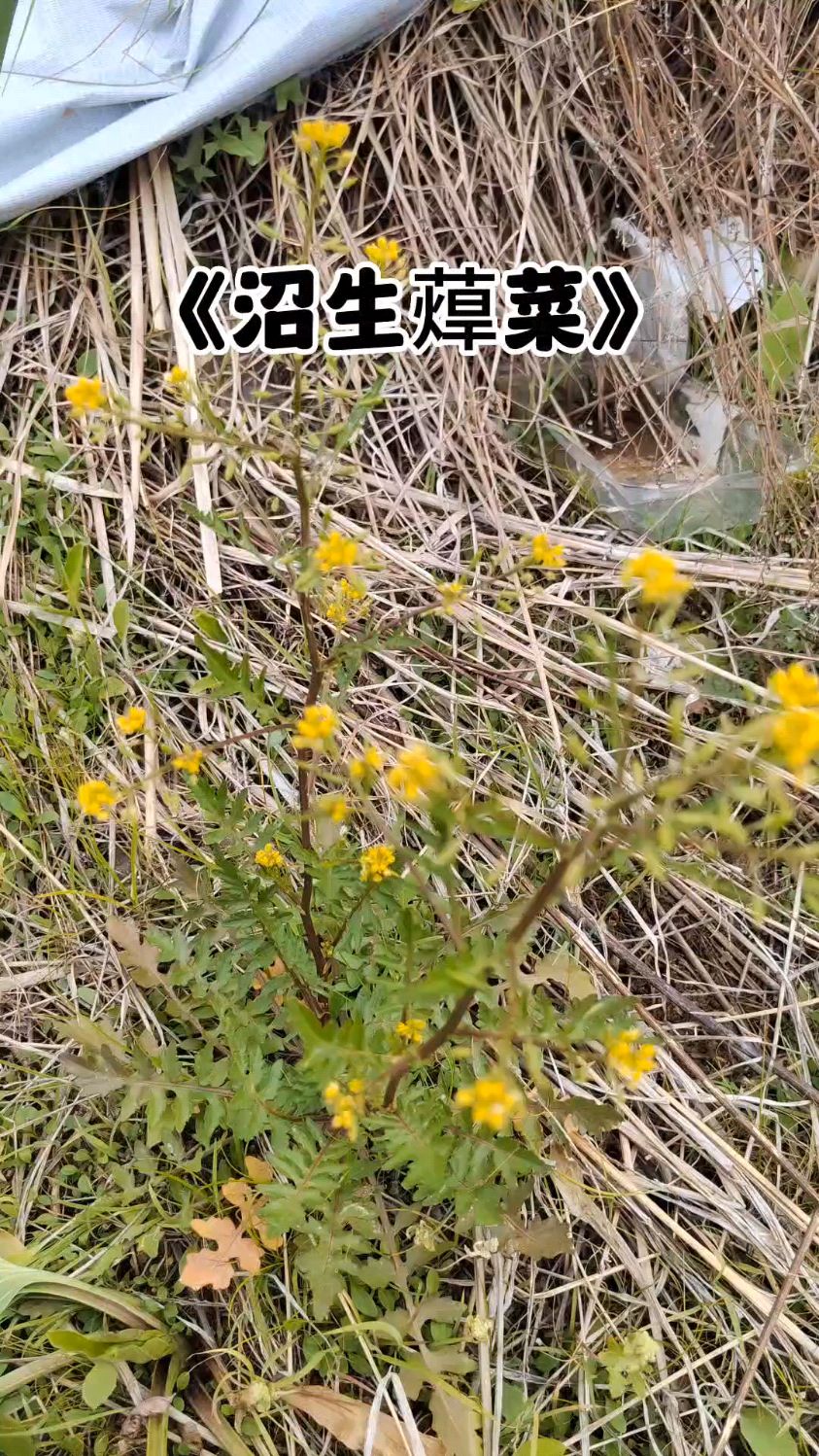 今日植物-沼生蔊菜
