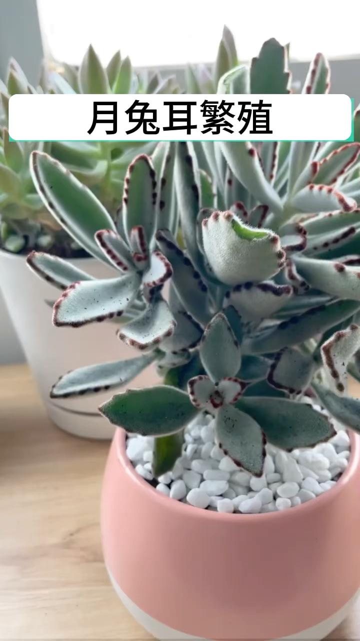多肉植物月兔耳繁殖