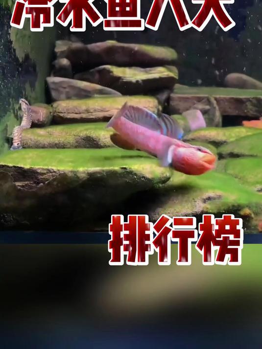 冷水鱼八大排行榜
