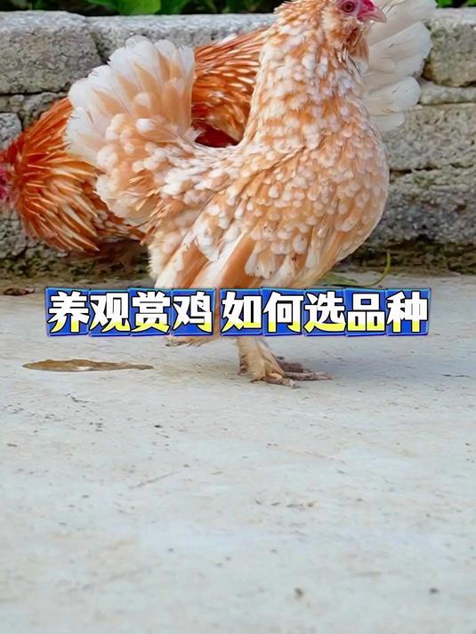 养殖观赏鸡 如何选择品种