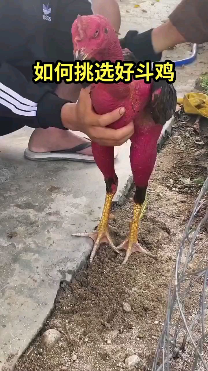 怎么挑选好斗鸡