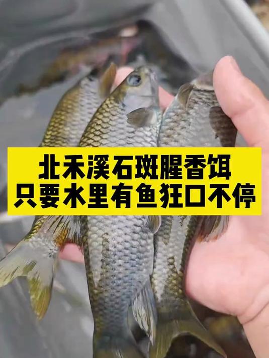 夏季溪钓必备!石斑鱼最爱的饵料,想钓多少钓多少