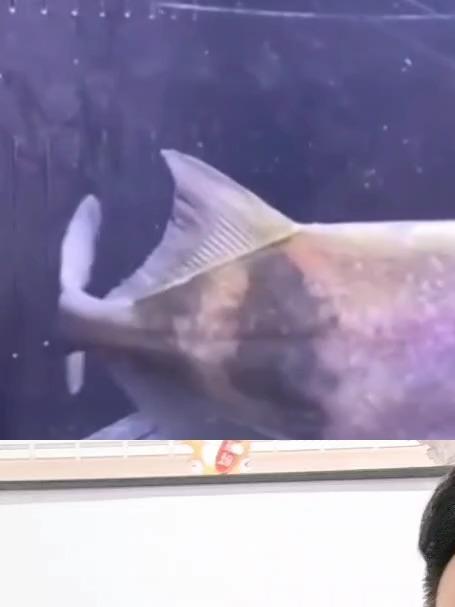 6块钱能买到什么稀有鱼,象鼻鱼