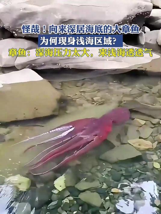 怪哉!向来深居海底的大章鱼,为何现身浅海区域?