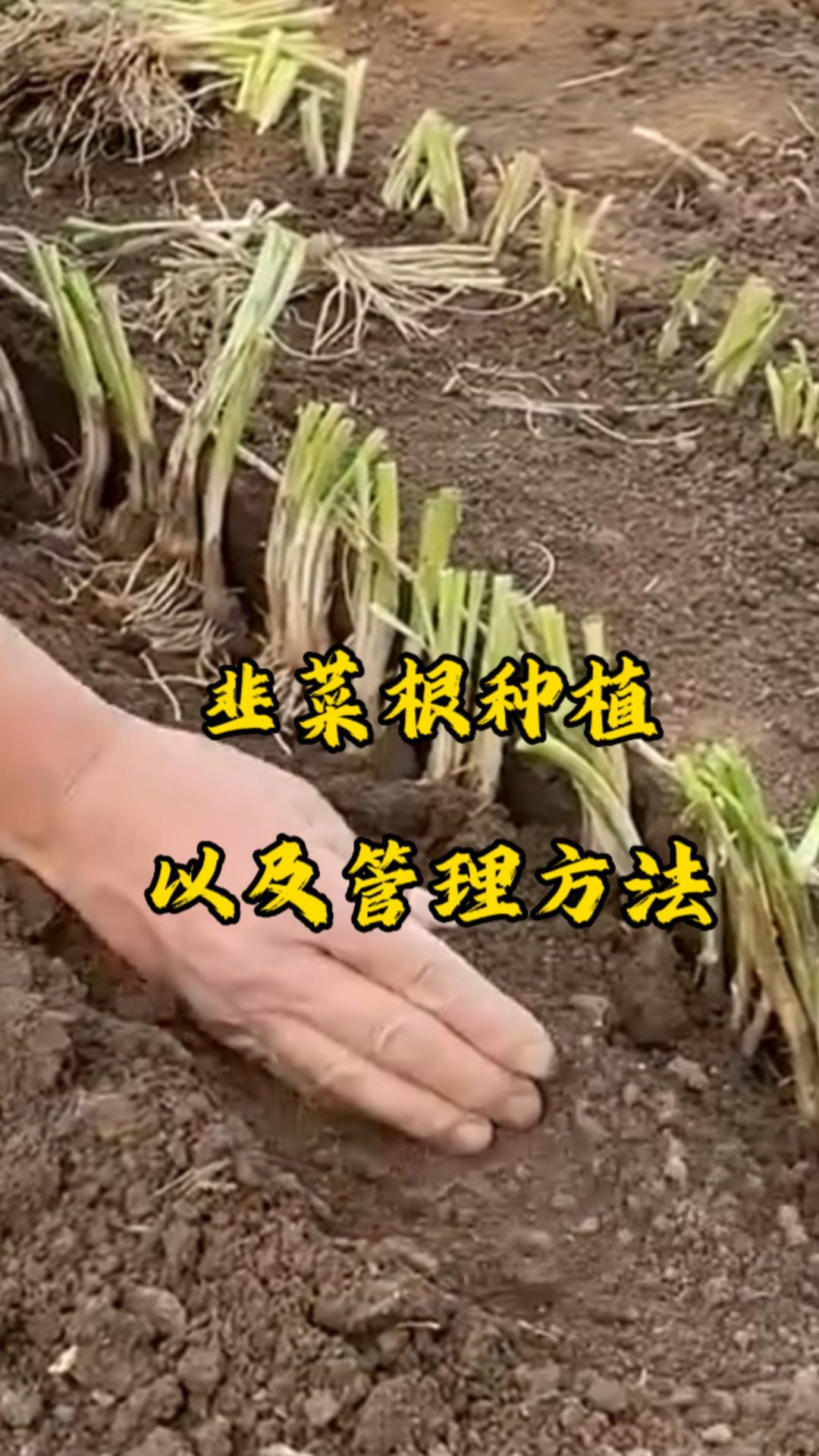 韭菜根的种植方法以及管理方法