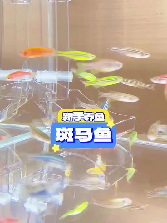 为啥别人养的斑马鱼生龙活虎，你养的却半死不活？