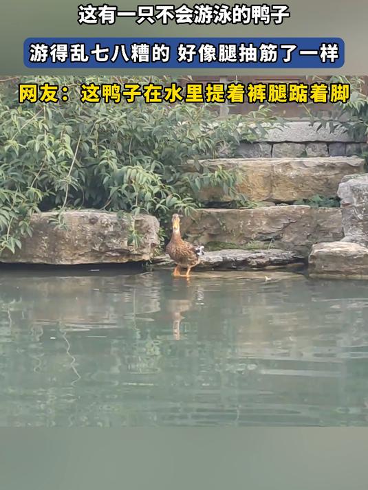 这有一只不会游泳的鸭子,游得乱七八糟的 好像腿抽筋了一样
