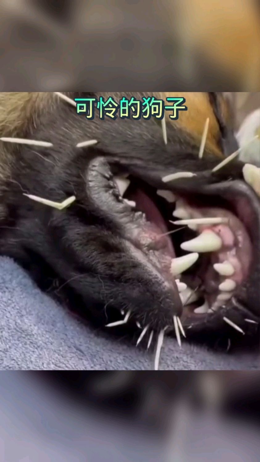 这狗子难不成吃刺猬了?