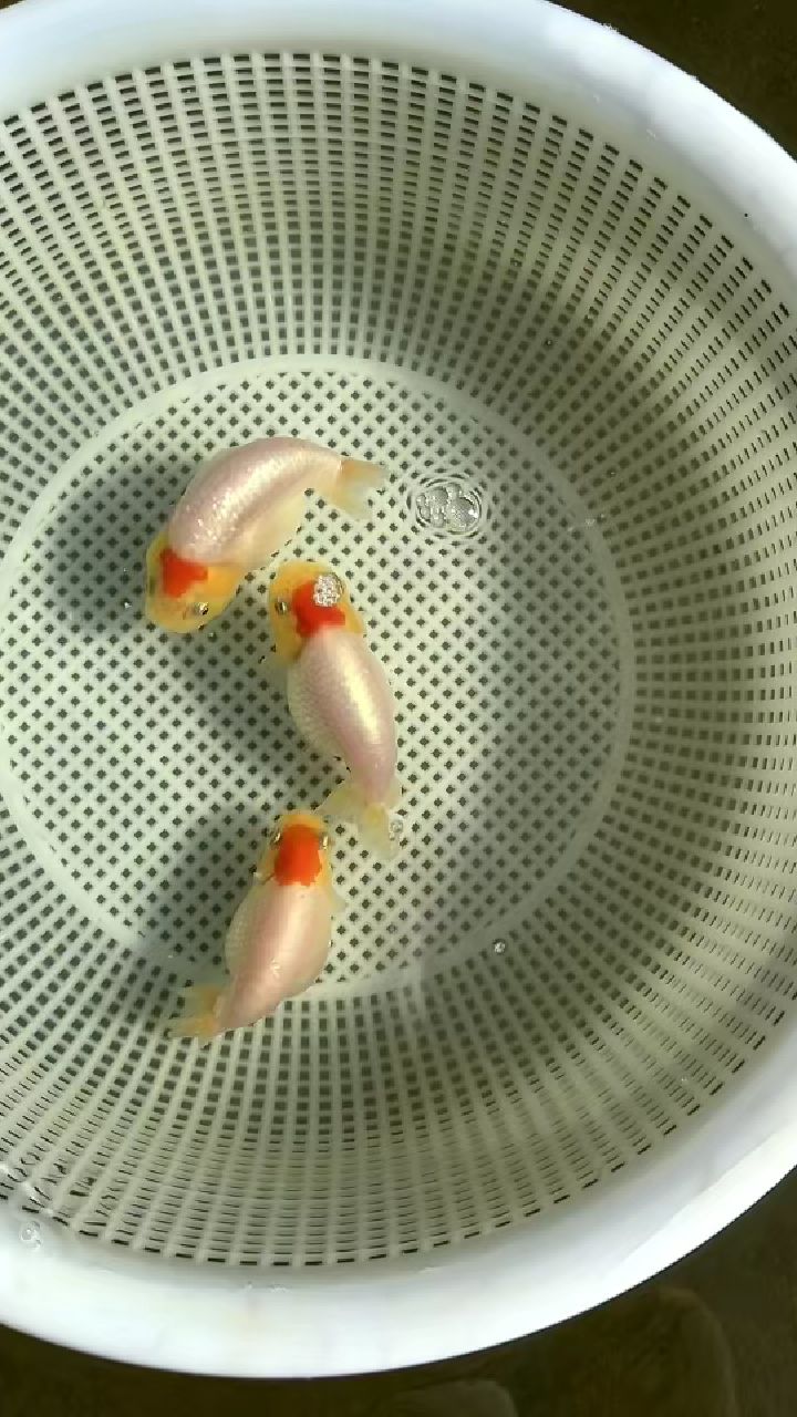 小红帽兰寿,红头