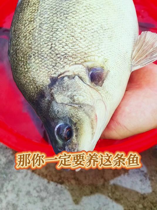 2025年网红养殖新贵澳洲银鲈鱼