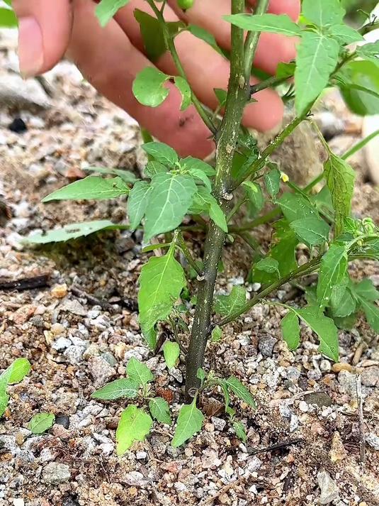 白花菜也叫龙葵,村里的老先生喜欢采收它的根茎回家晒干