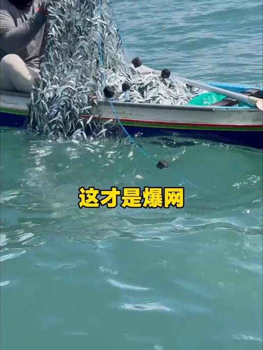 捕鱼时真正的爆网,拉上来的渔网上挂满了鱼