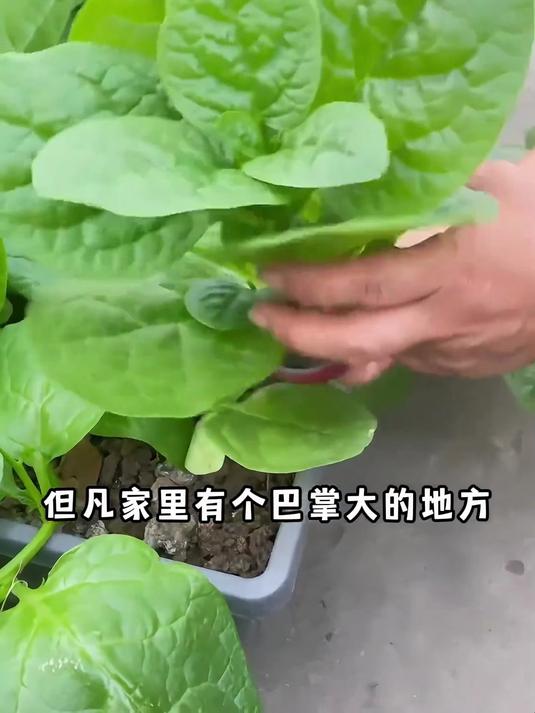新手必种爆款菜,大叶木耳菜不挑土,出苗快口感赛菠菜