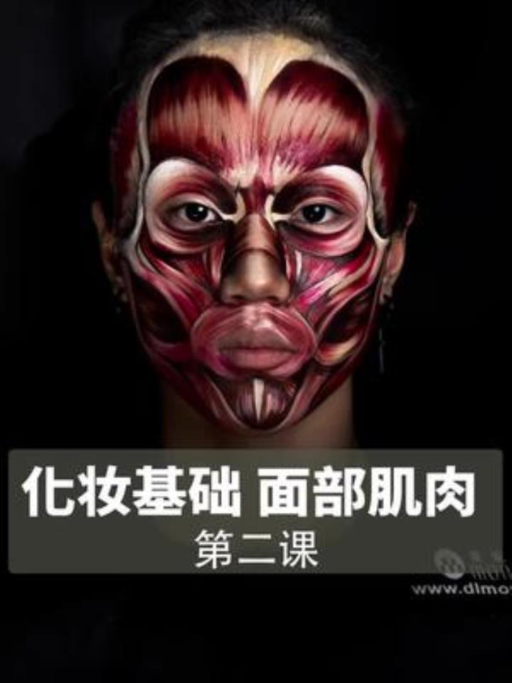 化妆基础,面部肌肉认知