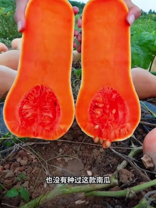 奶油南瓜,软糯香甜,奶香浓郁,好吃又好种