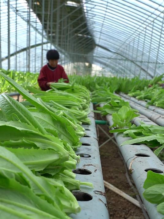 管道水培种植为什么产量高