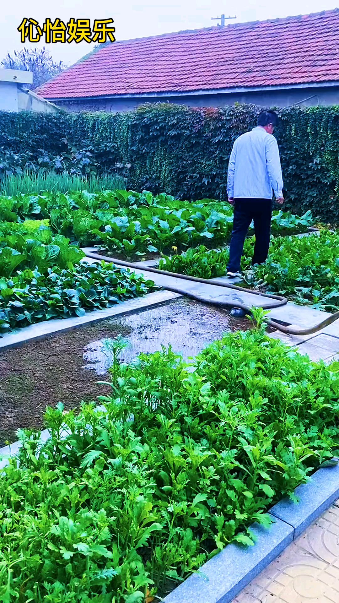 秋天种的菠菜最好吃,你也种一些吧!