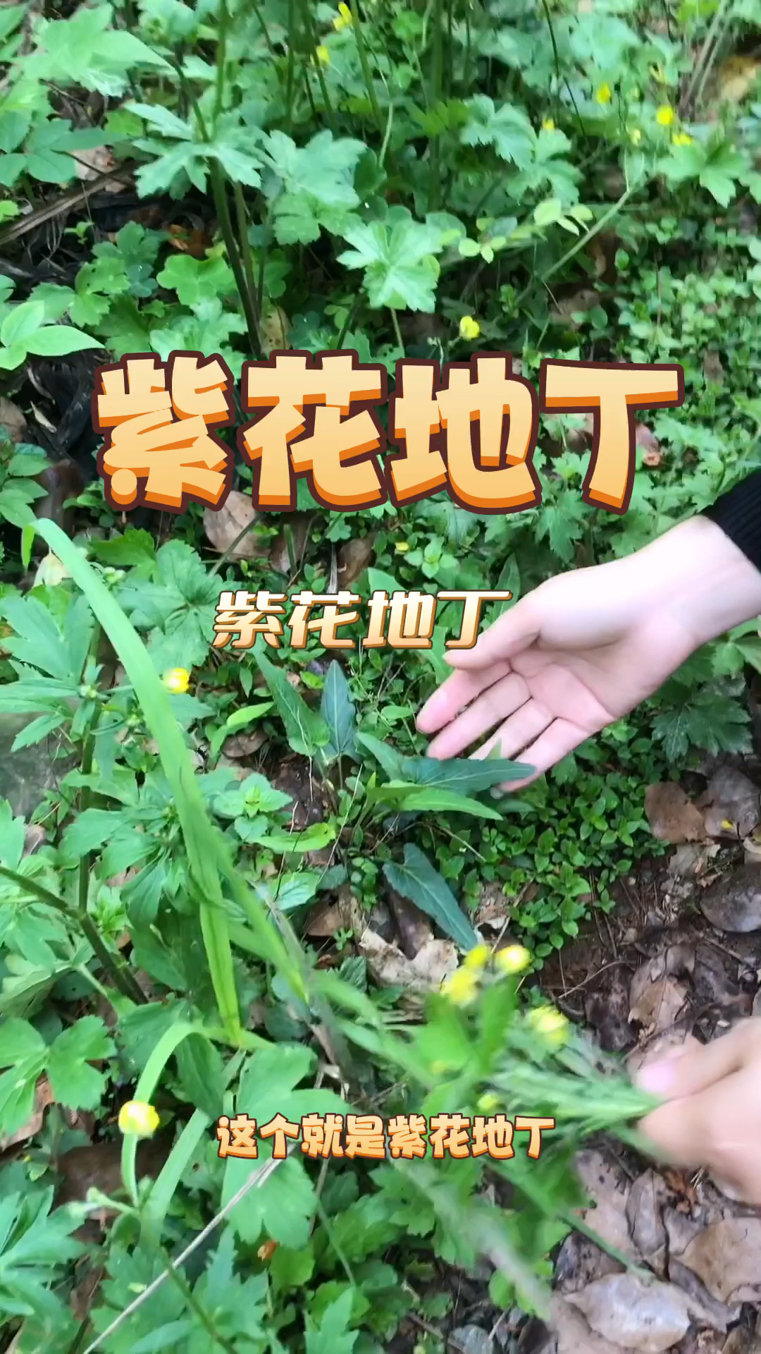 野菜还是良药?紫花地丁
