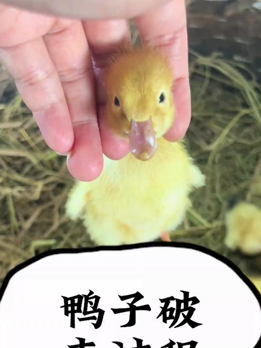 #舌尖的春日序章#小鸭子破壳全过程