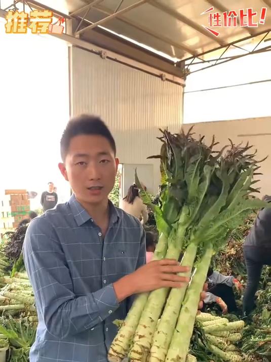 高原露天紫叶莴笋莴苣紫叶绿肉口感脆甜现挖现发!