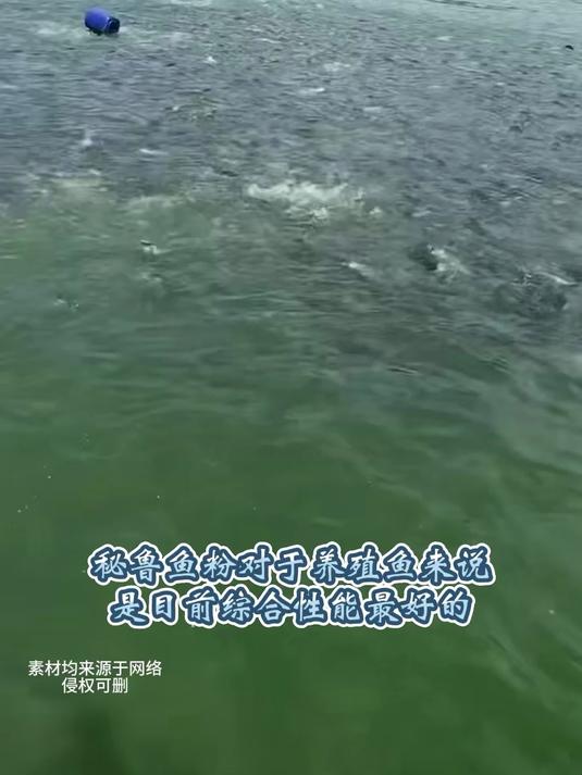 秘鲁鱼粉安全可靠的饲料