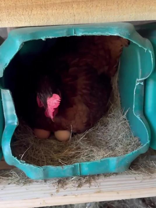 木质托盘 + 油桶，打造多层母鸡产蛋窝