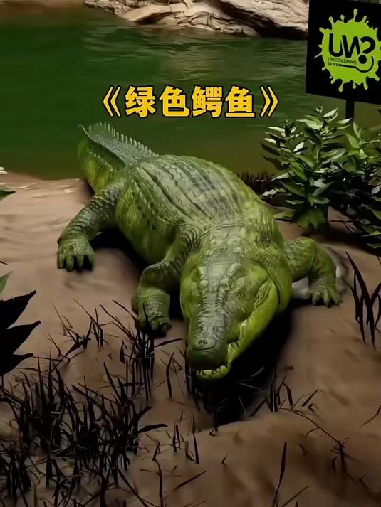 鳄鱼为什么是绿色的皮肤？