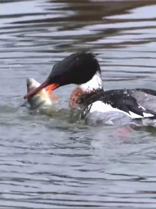 红胸秋沙鸭享受它的丰盛大餐 鸟类实拍 动物鸟世界