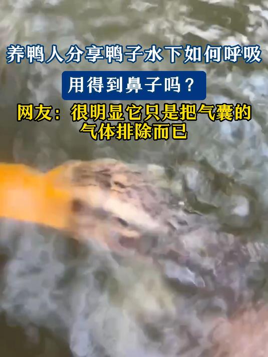 养鸭人揭秘鸭子水下呼吸:用鼻子吗?网友:很明显是把气囊排气