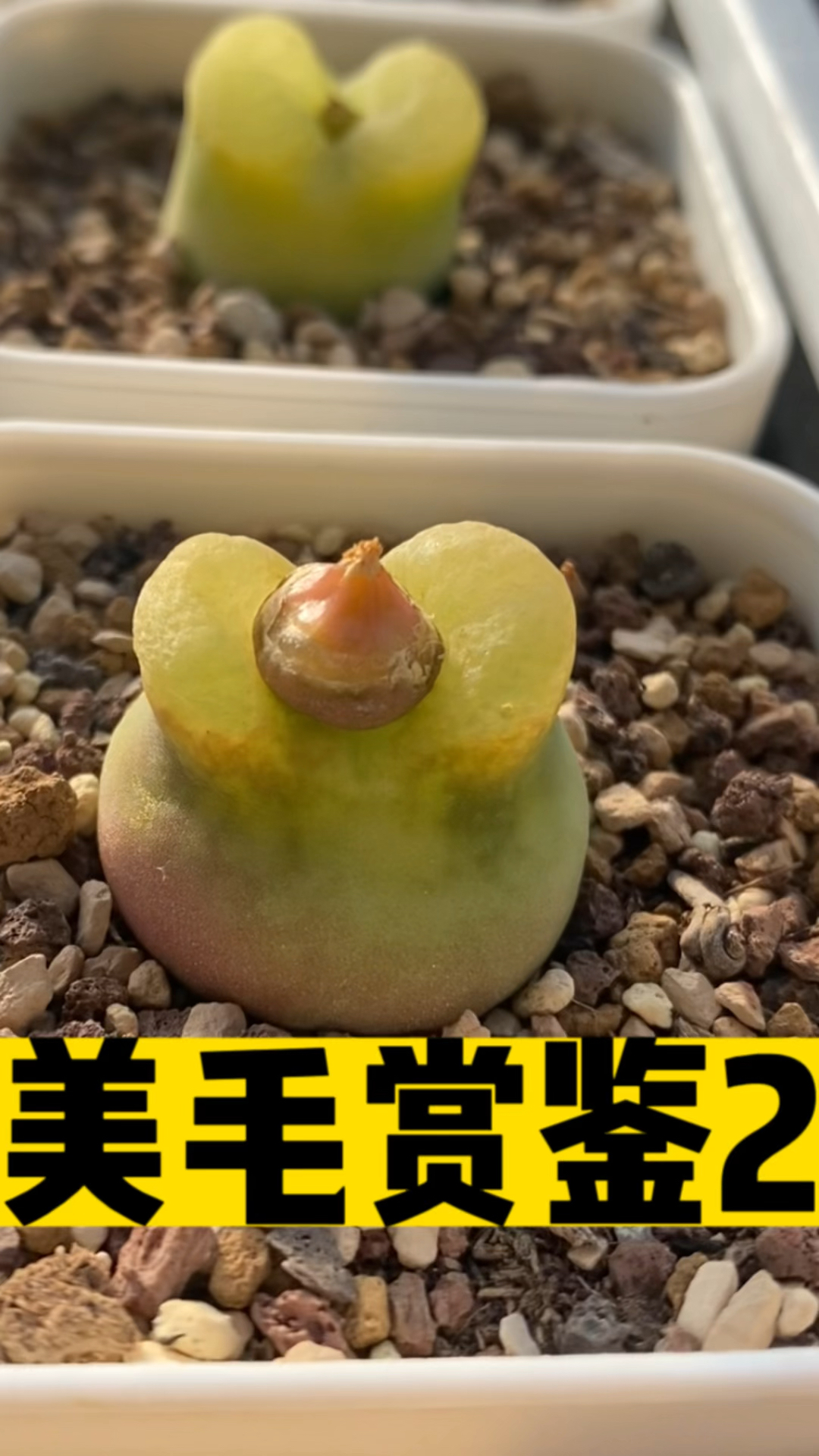 大翻唇肉锥毛汉尼