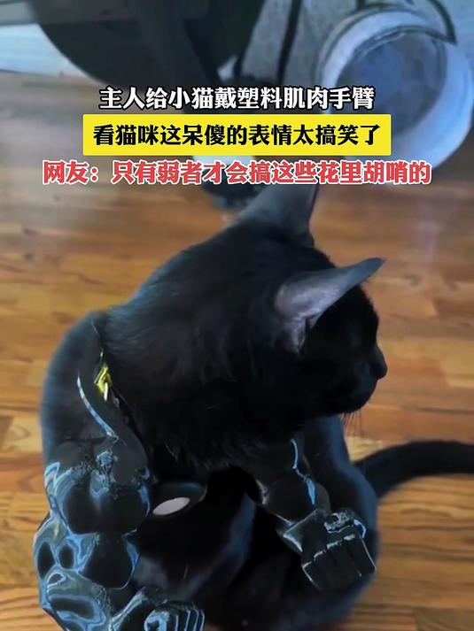 主人给小猫戴塑料肌肉手臂,看猫咪这呆傻的表情太搞笑了