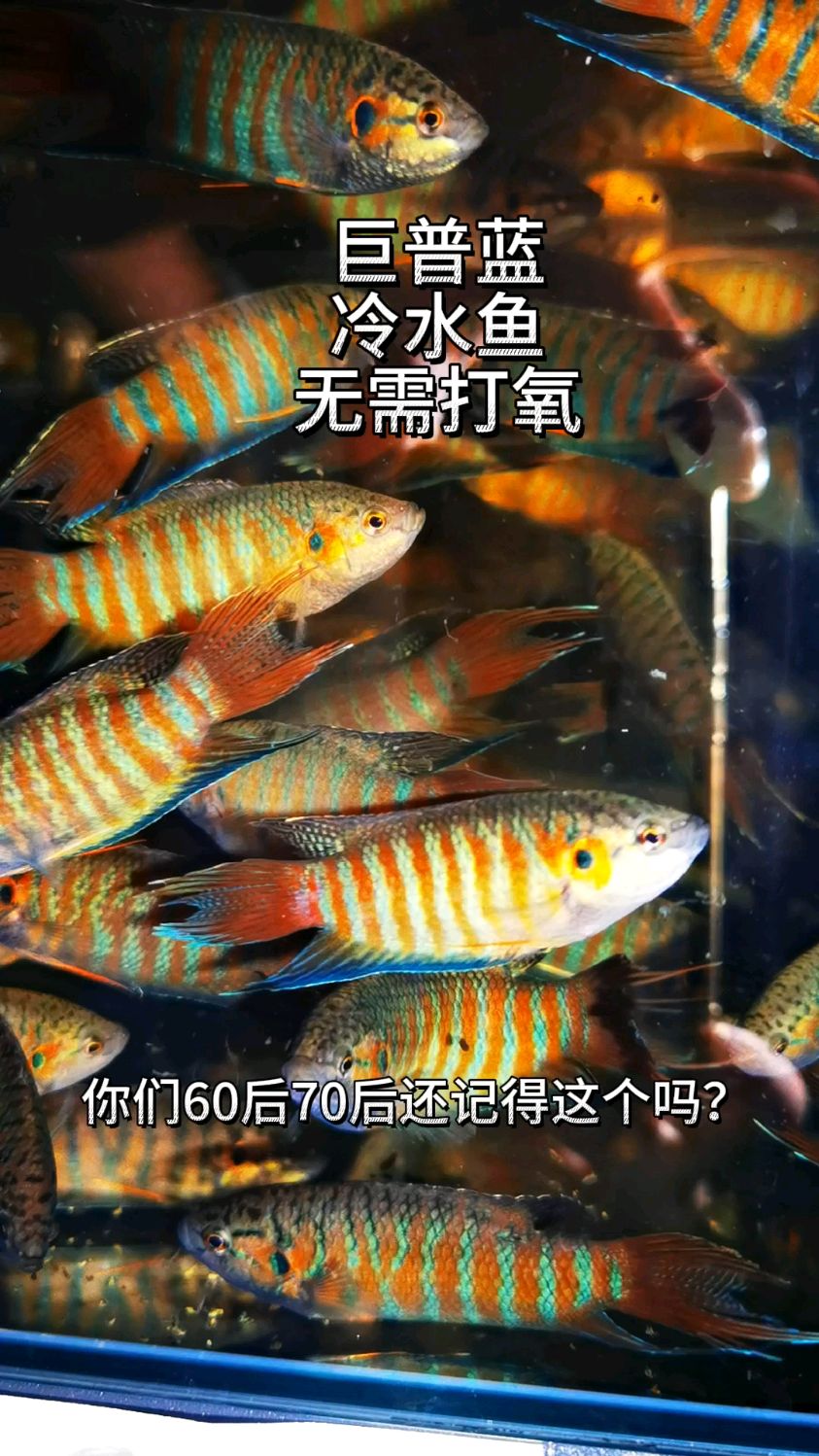 巨普蓝斗鱼,原生鱼,免打氧气,免加温