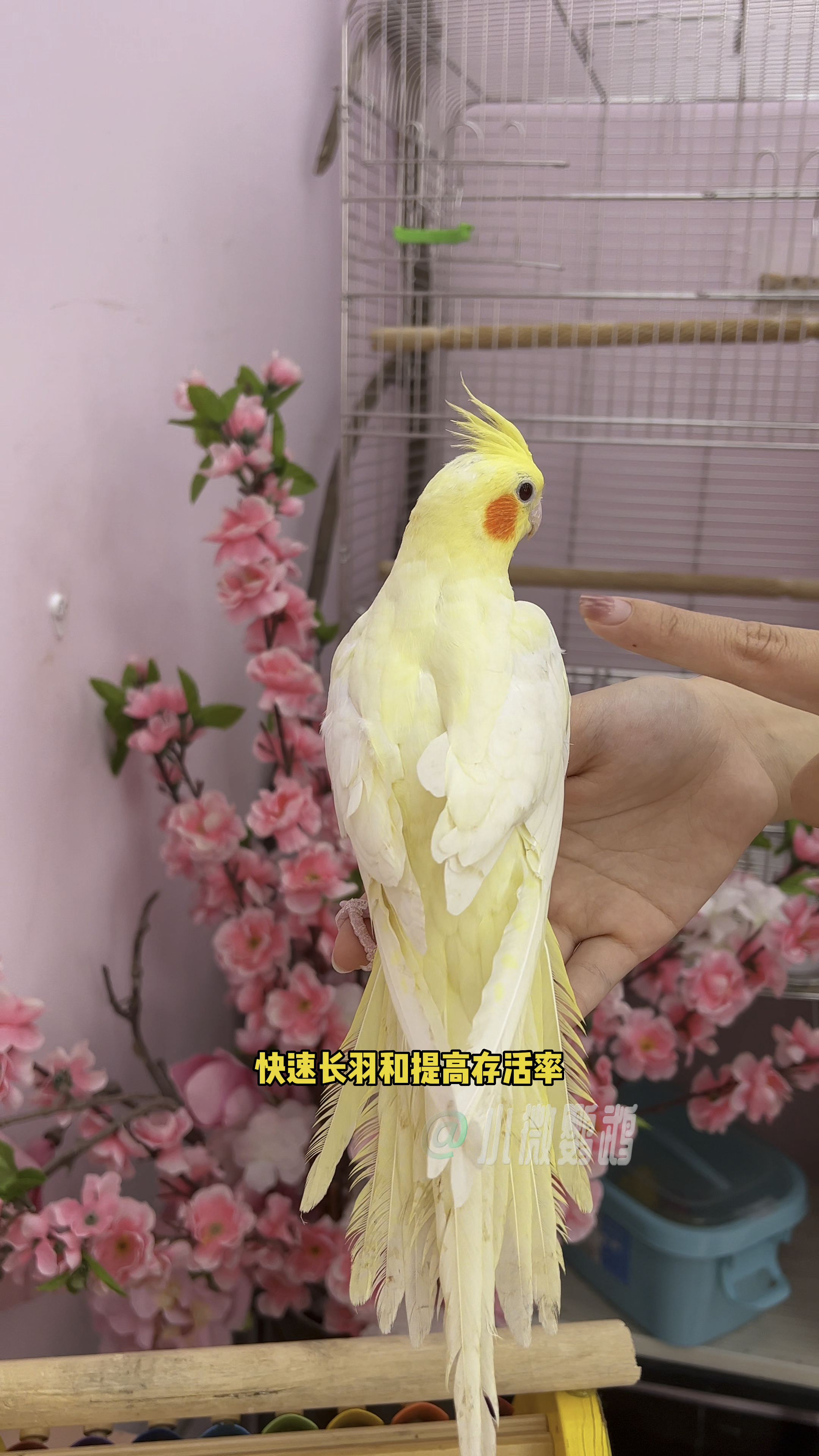 养鹦鹉的法宝之一,就是给它补足钙