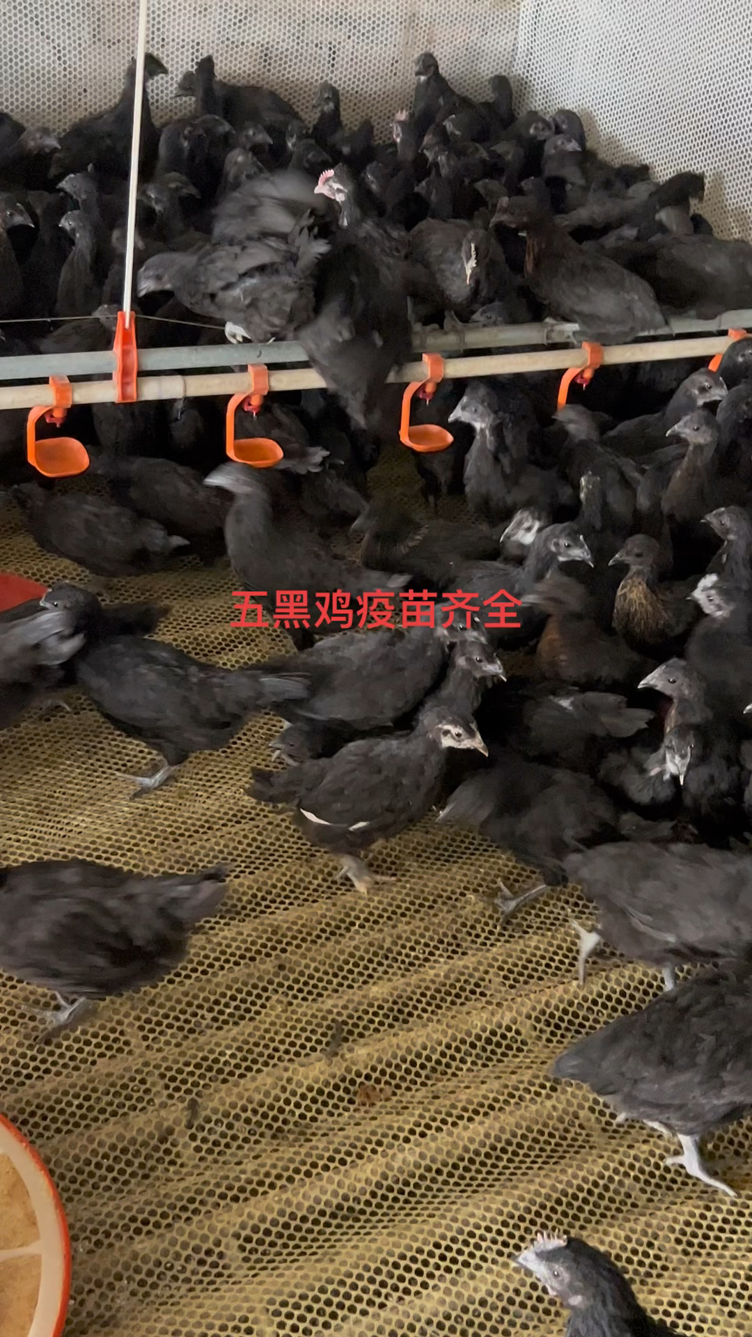 五黑鸡,黑毛,黑肉,黑骨