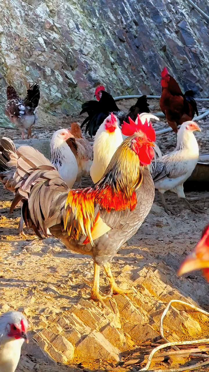 真漂亮的大公鸡