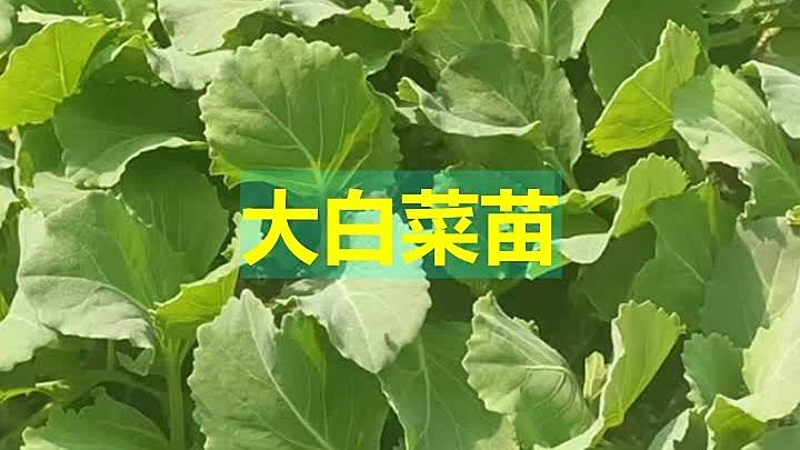 大白菜苗种子 崔芽 三农 种植 种子 市场价格