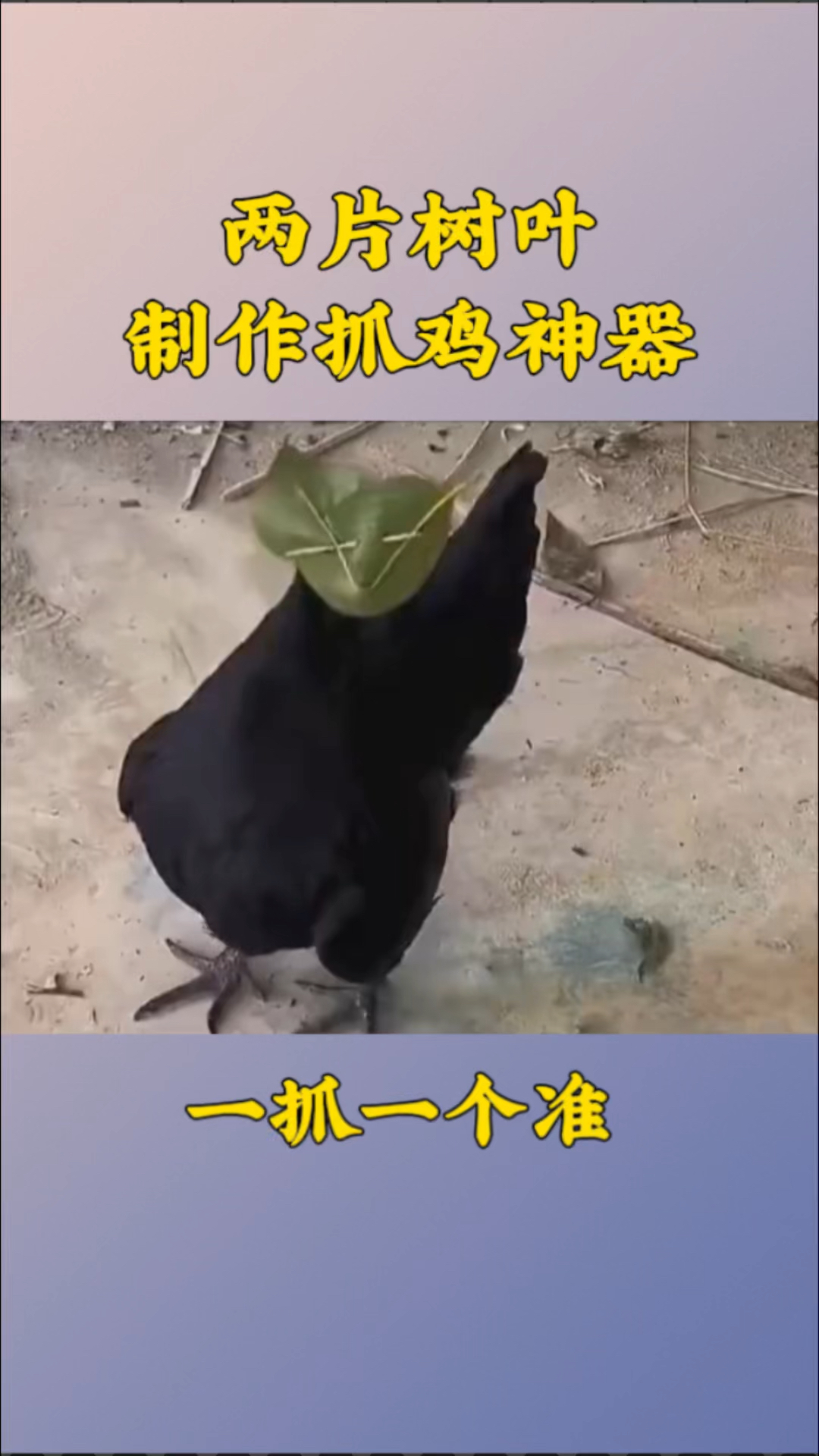 两片树叶制作抓鸡神器,一抓一个准