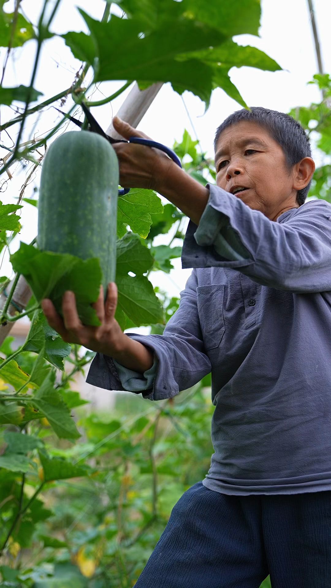 时令好滋味,腌制晒干的节瓜又是另一种味道,又香又脆