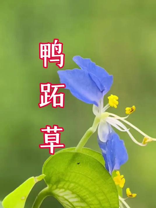 鸭跖草,中药名。属鸭跖草科春季一年生杂草。别名篮花草、竹叶草等。分布在云南、甘肃以东的南、