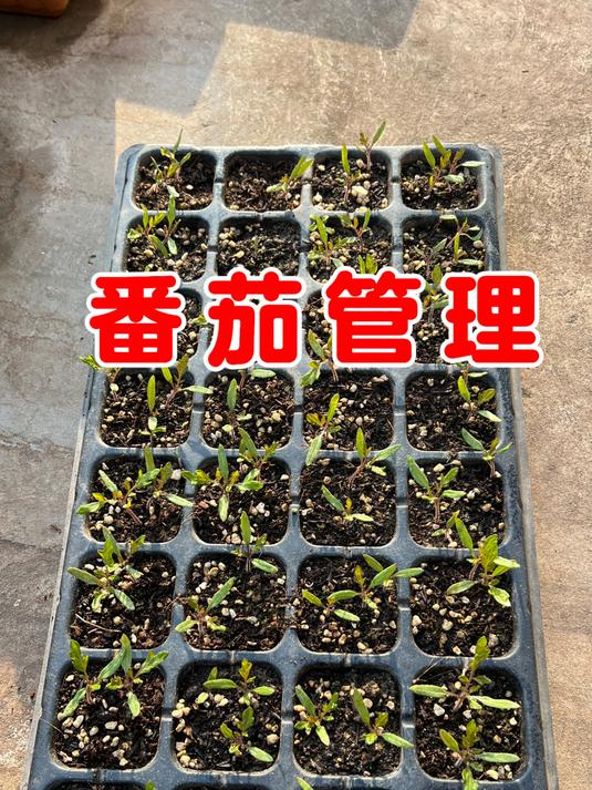 番茄小苗如何管理?及时间苗和定期浇水施肥,每一颗都长得很均匀