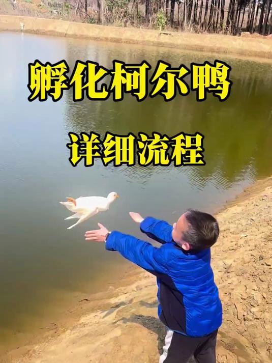 孵化柯尔鸭流程 等了一个月的柯尔鸭蛋到手了