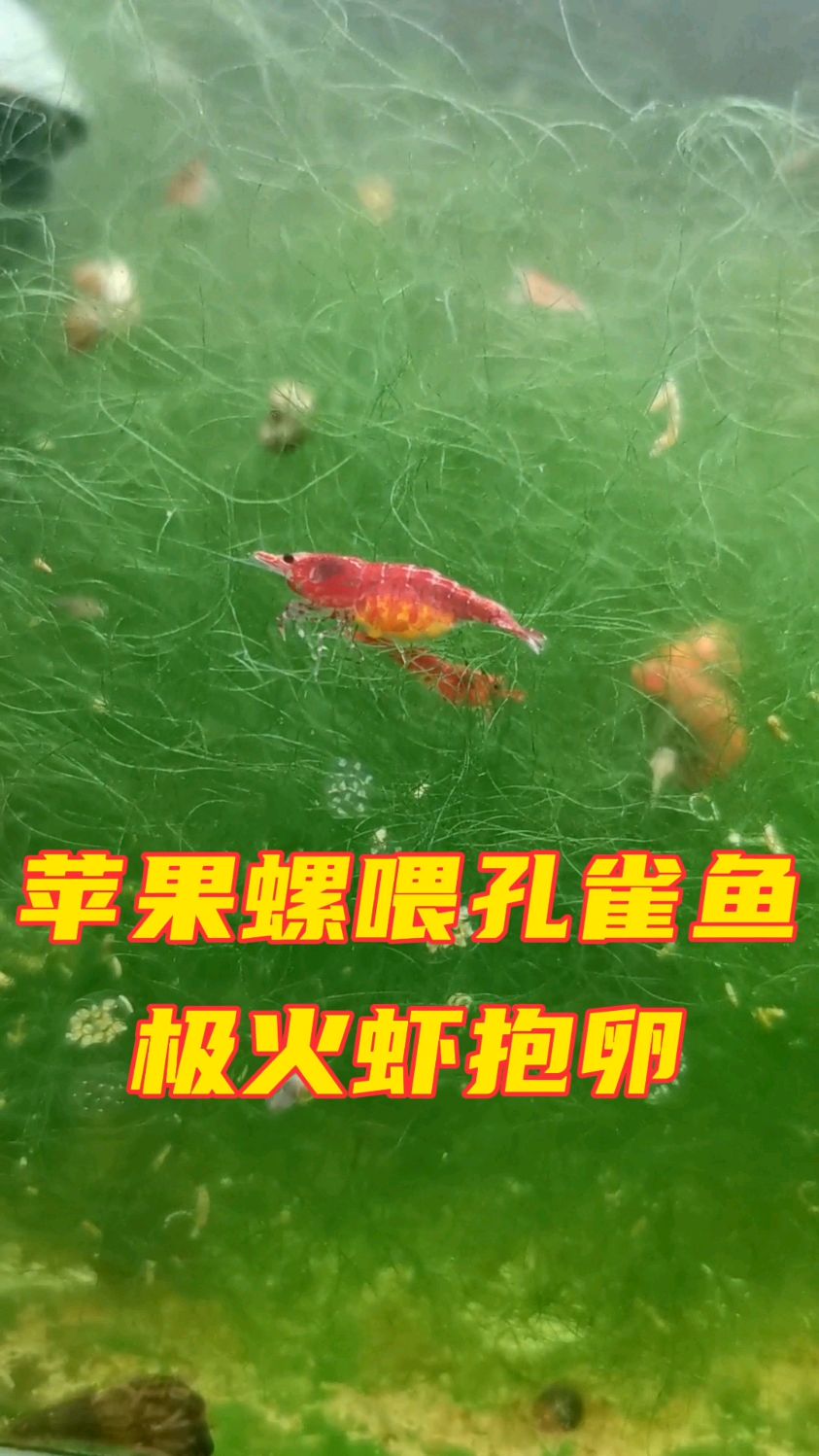 苹果螺喂孔雀鱼,极火虾抱卵虾扯蛋。