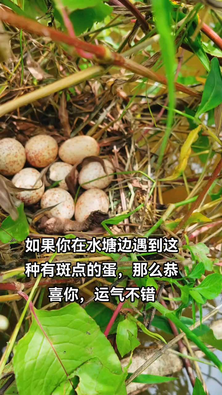 如果你在农村水塘边遇到这种蛋,那么恭喜你,运气不错,因为它是白面水鸡的蛋。
