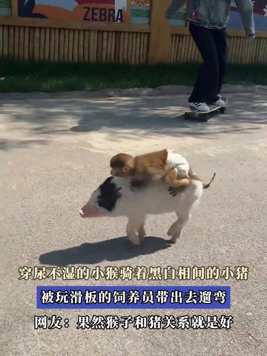 穿尿不湿的小猴骑着黑白相间的小猪,被玩滑板的饲养员带出去遛弯