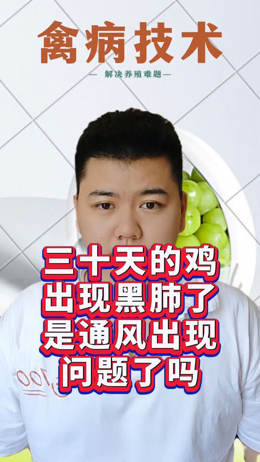 #肉鸡黑肺怎么引起的肉鸡黑肺前期症状肉鸡肺部发黑的原因鸡肺黑是什么引起的
