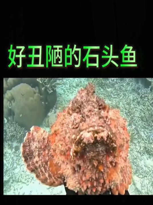 今天我们赶海真是惊喜不断,抓到石头鱼,还抓到一个好大的死鱼