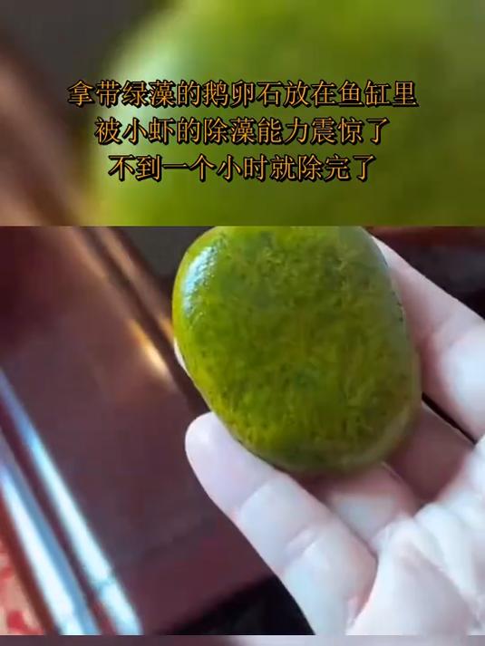男子拿带绿藻的鹅卵石放在鱼缸里,被小虾的除藻能力震惊了,不到一个小时就除完了