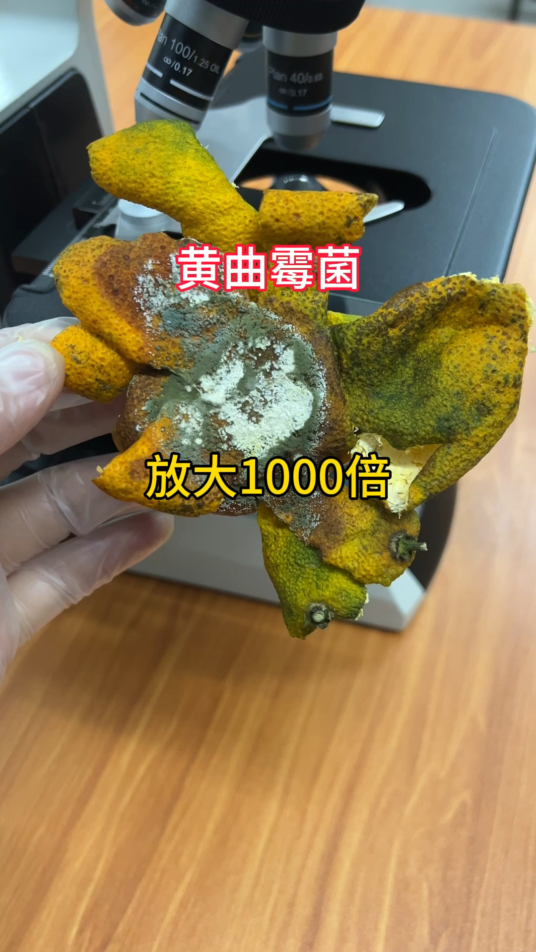 黄曲霉菌放大1000倍会是什么样子?大家要多注意哦#显微镜下的世界 #微观世界