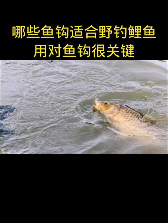 哪些鱼钩适合野钓鲤鱼，超详细解析，用对鱼钩很关键