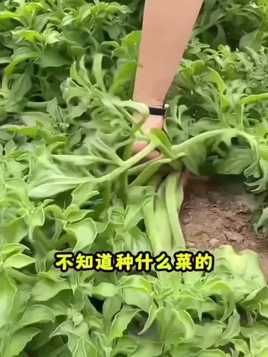 水晶冰菜种子四季播,阳台小院轻松种,口感超棒!
